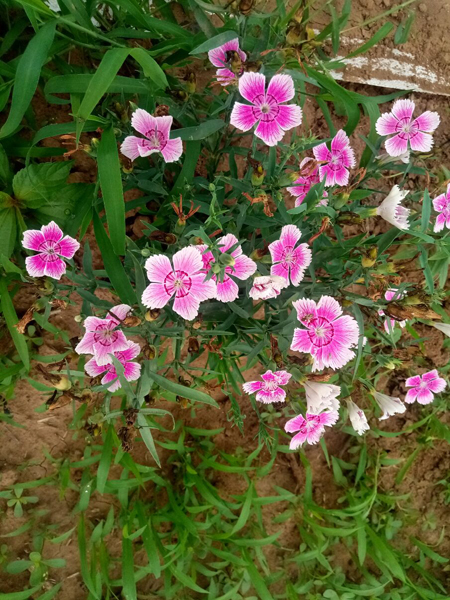 探访顺义向日葵花海