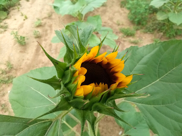 探访顺义向日葵花海