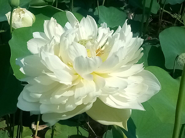 各种荷花一样鲜