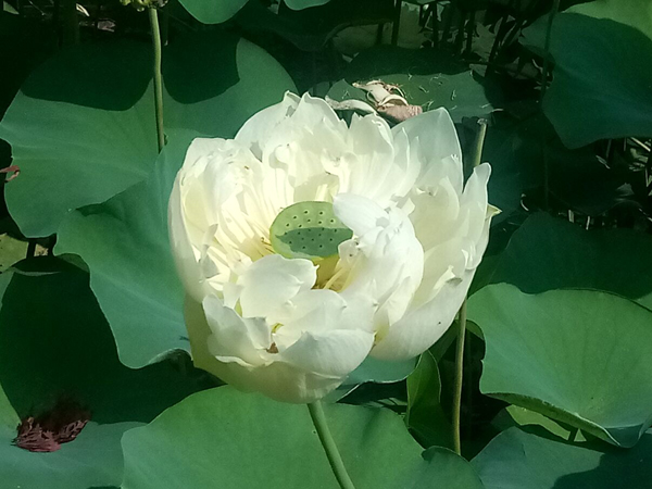 各种荷花一样鲜