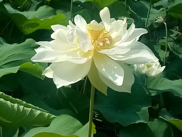 各种荷花一样鲜