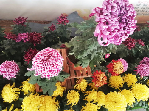 体验第十一届平谷·西柏店菊花美食文化节