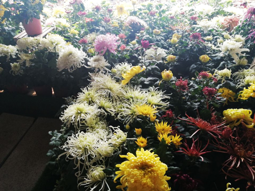 体验第十一届平谷·西柏店菊花美食文化节
