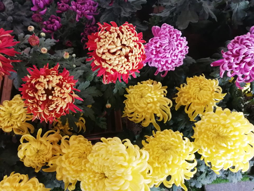 体验第十一届平谷·西柏店菊花美食文化节