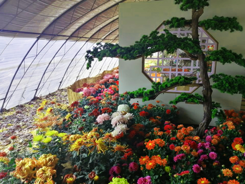 体验第十一届平谷·西柏店菊花美食文化节