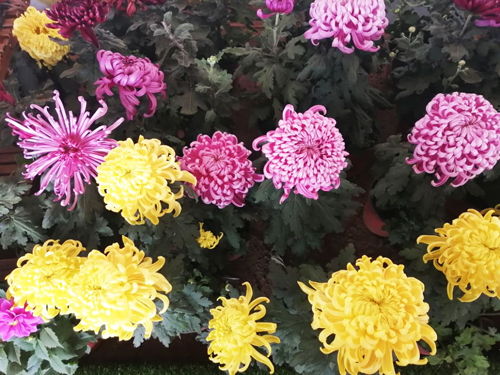 体验第十一届平谷·西柏店菊花美食文化节