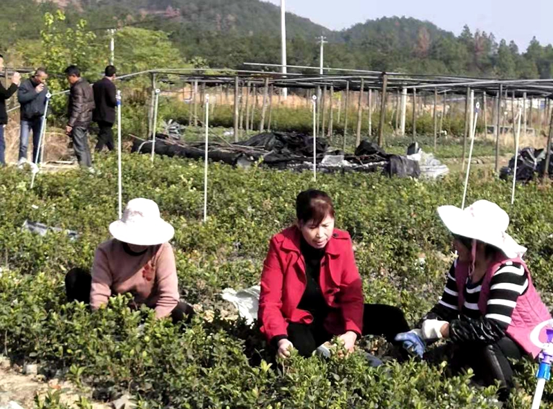 余春枝：油茶林里新农人