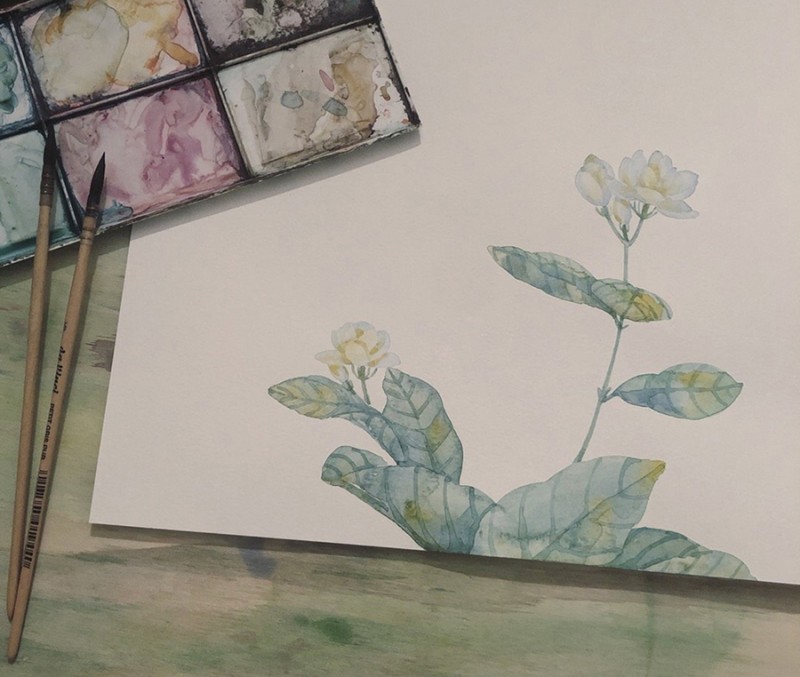 人五：画了上百种水彩植物的插画师