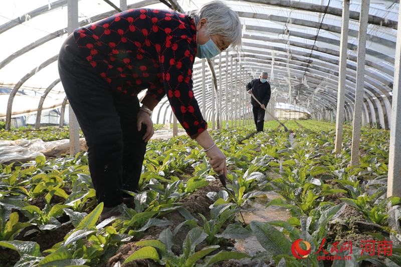 河南鲁山：村民有序赶种 自发捐赠蔬菜给战“疫”一线