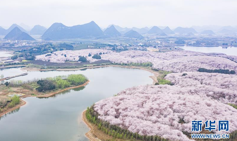 樱花盛开迎春至