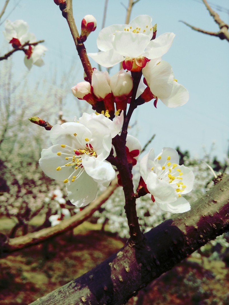 春天来了,花儿开了