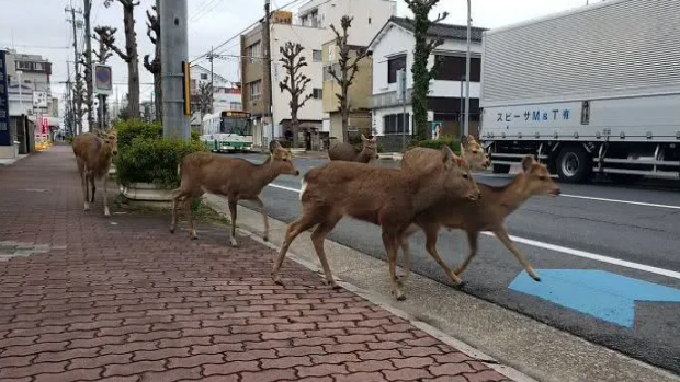 人类居家隔离，动物们开始走上街头