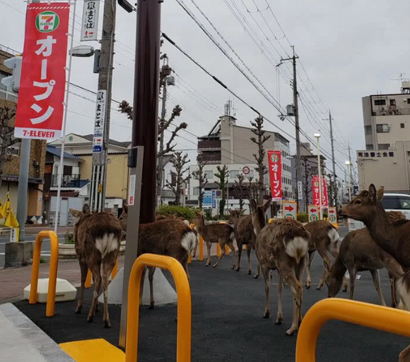 人类居家隔离，动物们开始走上街头