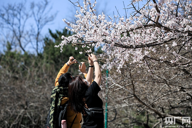 春到北京 花正开