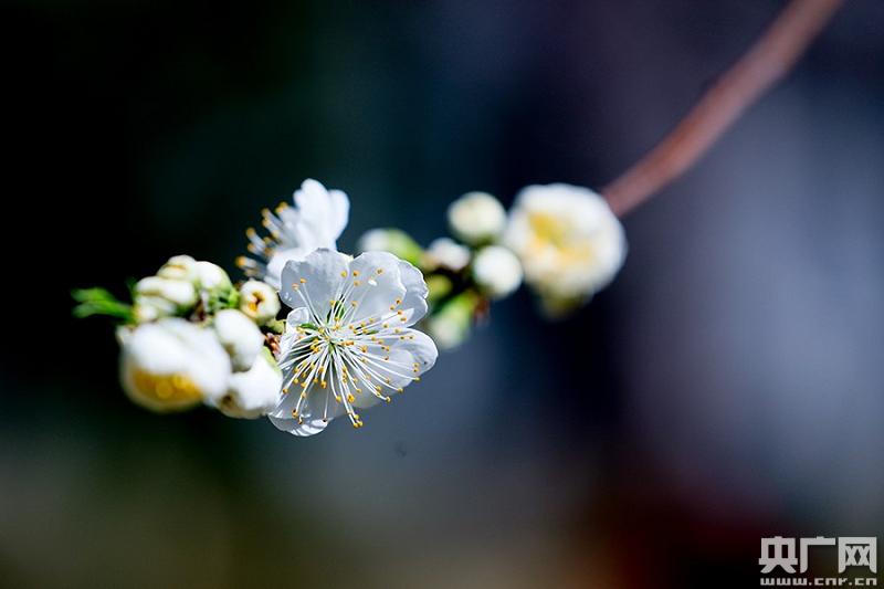 春到北京 花正开