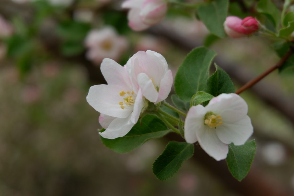 孙建军摄影:“花之贵妃”——诗词里的海棠花