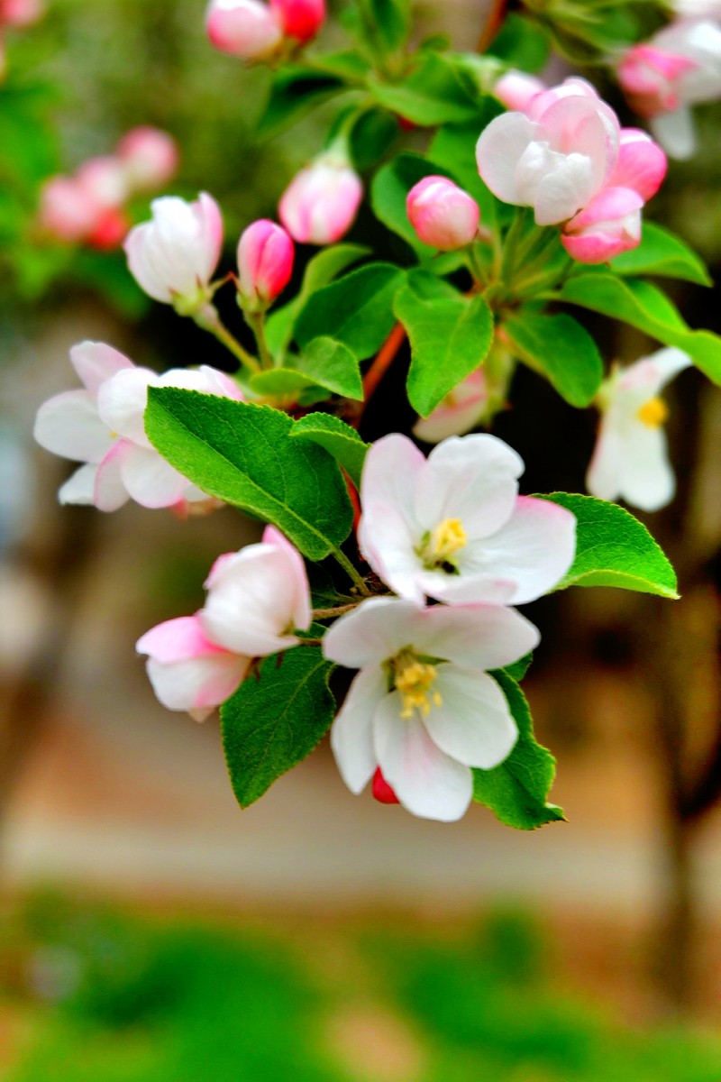 孙建军摄影:“花之贵妃”——诗词里的海棠花