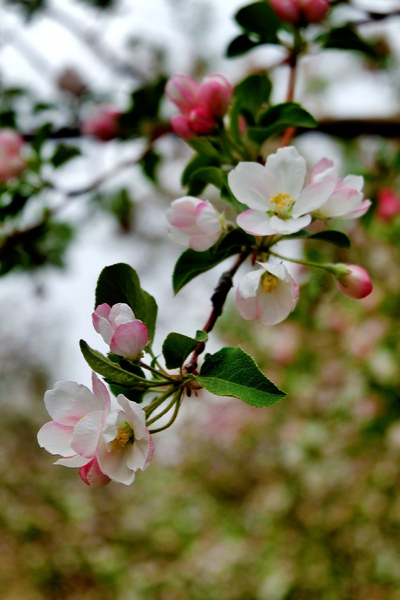 孙建军摄影:“花之贵妃”——诗词里的海棠花