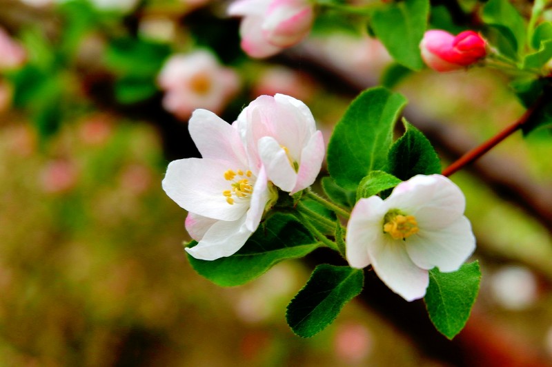 孙建军摄影:“花之贵妃”——诗词里的海棠花