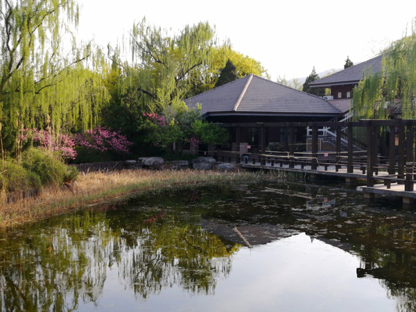 李月手机拍图——北京植物园的春天