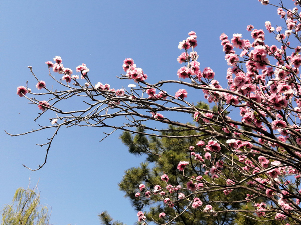 李月手机拍图——北京植物园的春天
