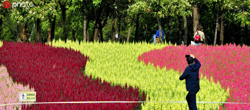 上海1万平米“七彩花田”打造最美“调色板”