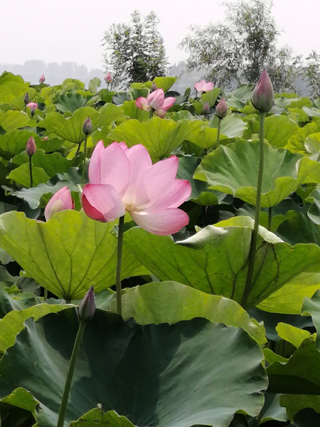 又是一年荷花开——李月手机拍图