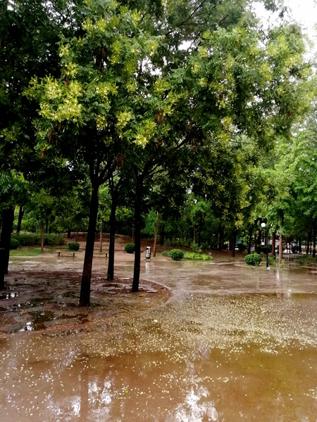 不经历风雨 怎能见彩虹——李月手机拍图