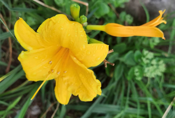 丁育春手机拍图——大运河森林公园的花