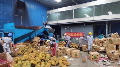 广西水口海关无害化销毁18.88吨涉嫌走私入境水果