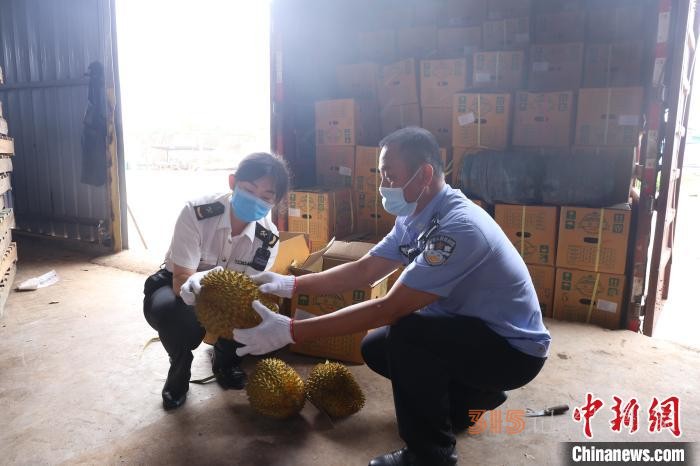 广西水口海关无害化销毁18.88吨涉嫌走私入境水果