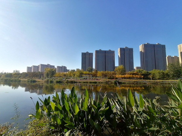 亦庄新滨河森林公园的低向日葵