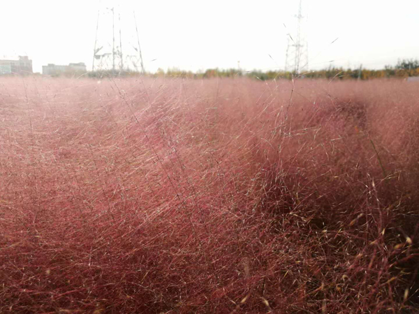 李月手机拍图——粉黛草与芦苇