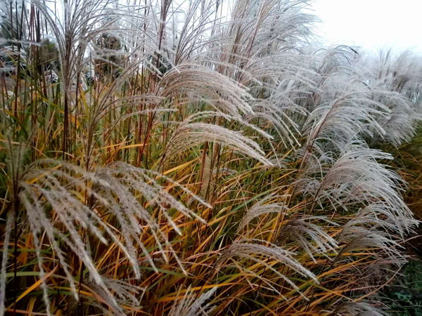 李月手机拍图——粉黛草与芦苇