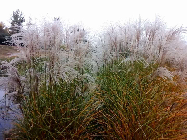 李月手机拍图——粉黛草与芦苇