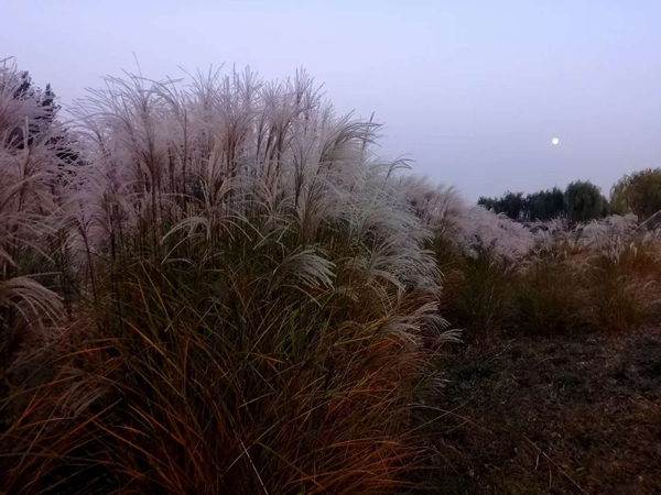 李月手机拍图——粉黛草与芦苇