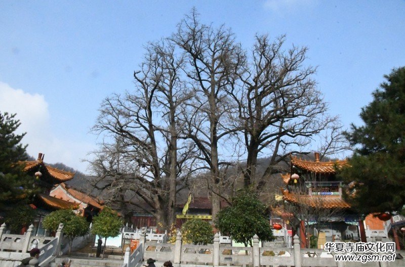 释印来法师三周年纪念法会在河南鲁山文殊寺举办