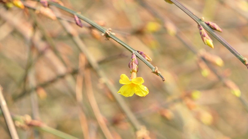 明城墙遗址公园花开迎上元