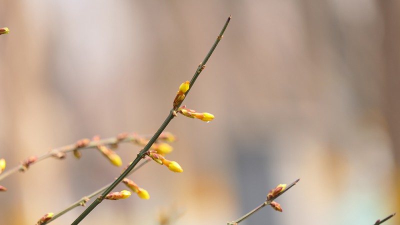 明城墙遗址公园花开迎上元