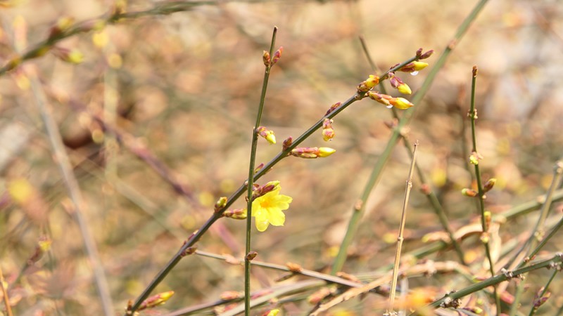 明城墙遗址公园花开迎上元