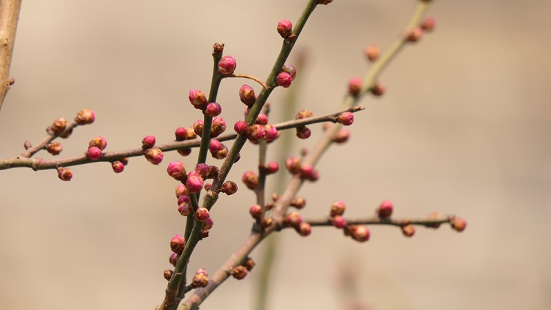 明城墙遗址公园花开迎上元