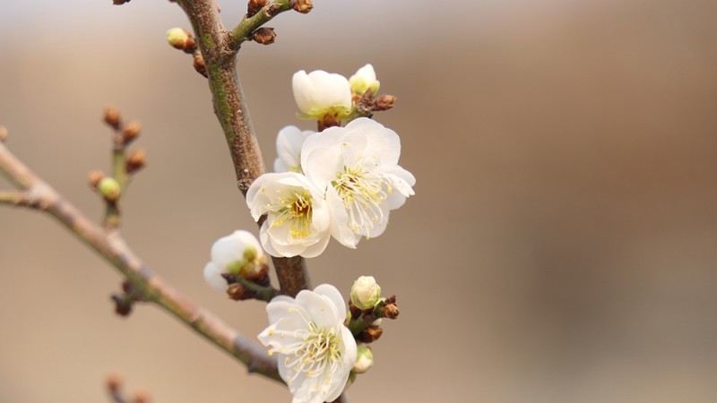 明城墙遗址公园花开迎上元