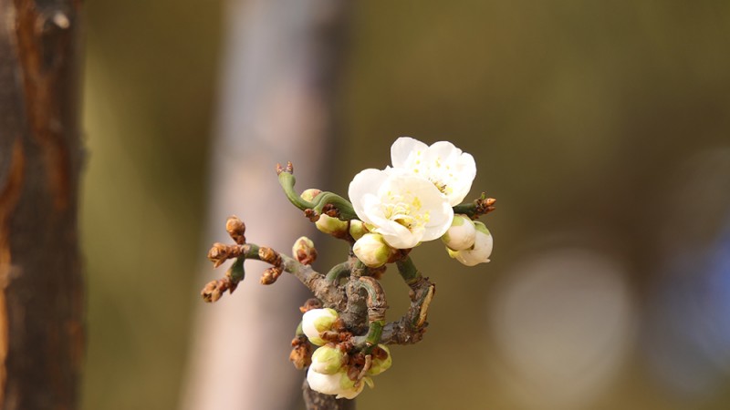 明城墙遗址公园花开迎上元