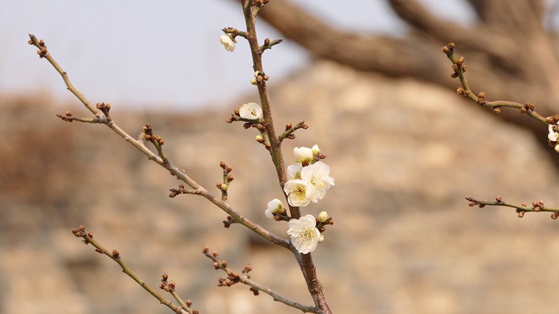 明城墙遗址公园花开迎上元