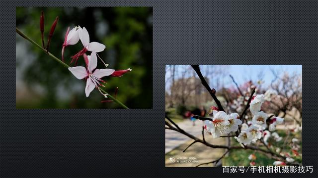 春花盛开，手机怎么拍？记住这4条秘诀，就能出大片！