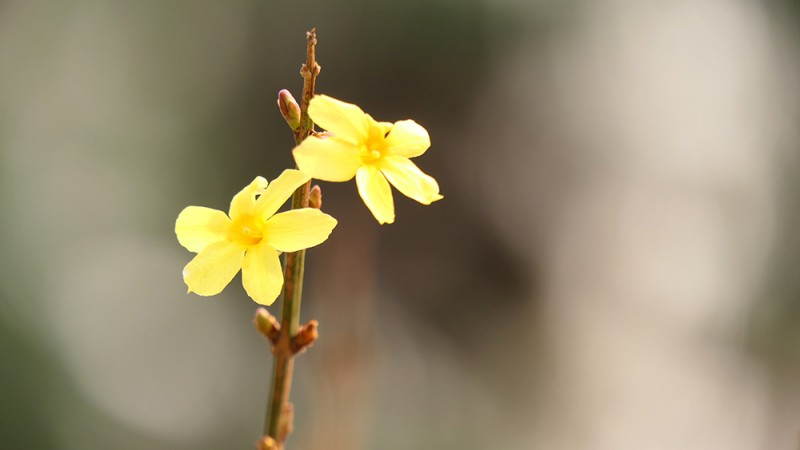 明城墙遗址早春三花