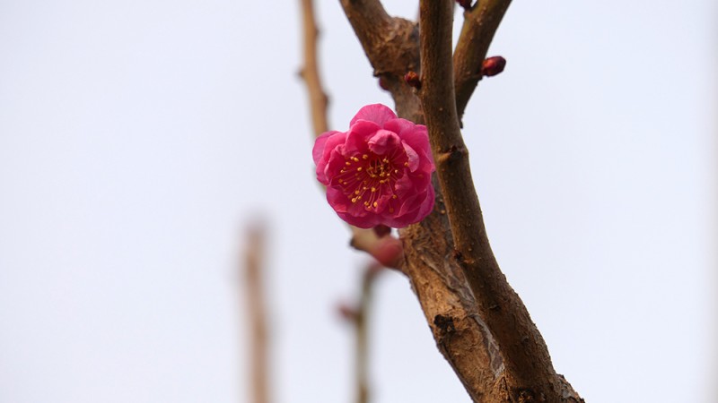 明城墙遗址早春三花