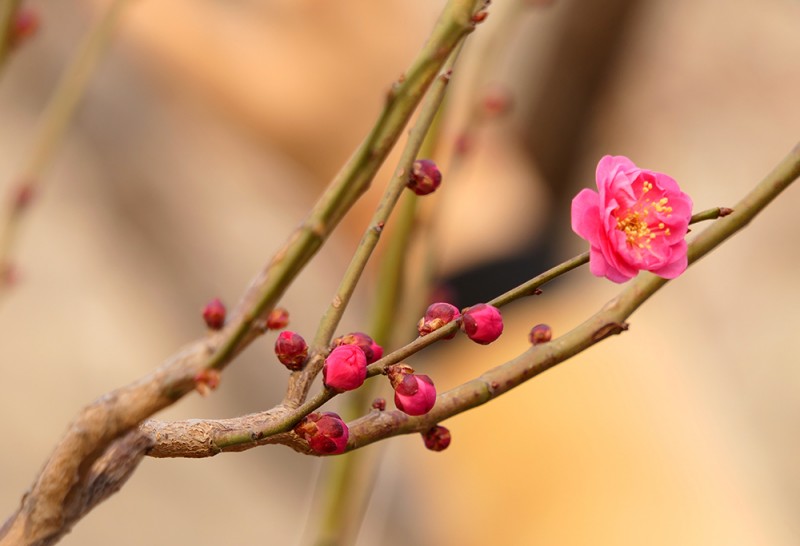 明城墙遗址早春三花