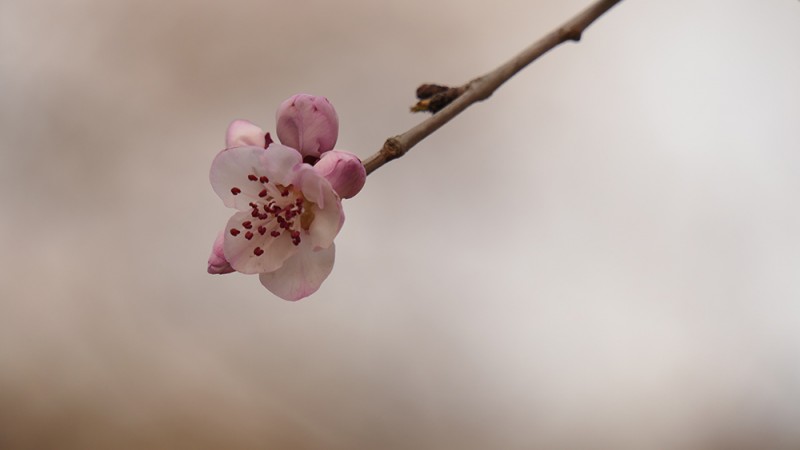 明城墙遗址早春三花