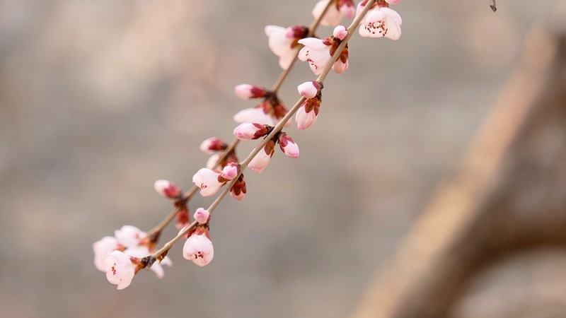 明城墙遗址早春三花